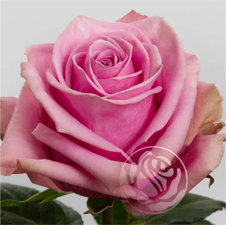 Scandal: Curchorem : A Community in Uproar