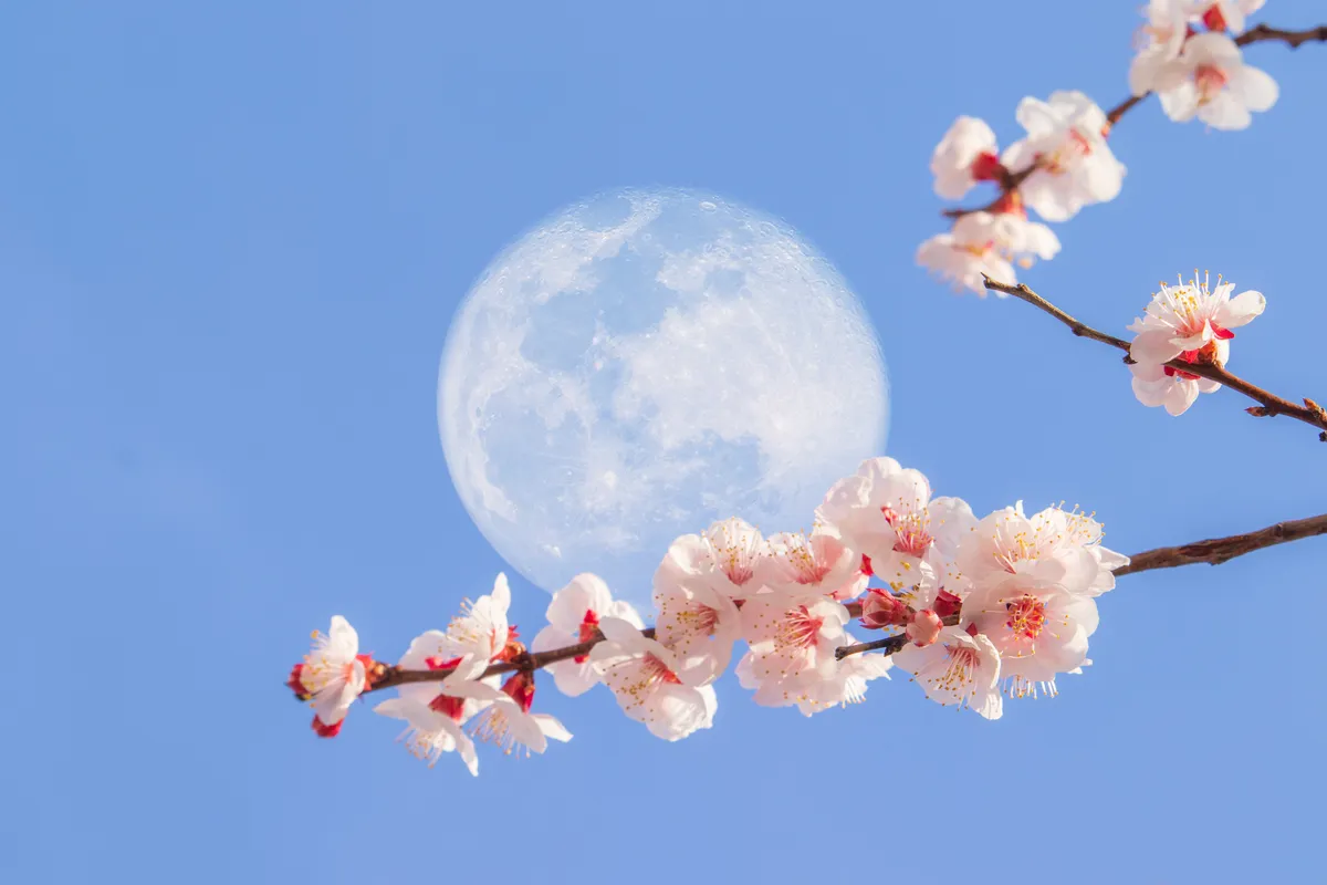 Flower moon full moon: The Full Flower Moon in Scorpio: A Transformative Lunar Event